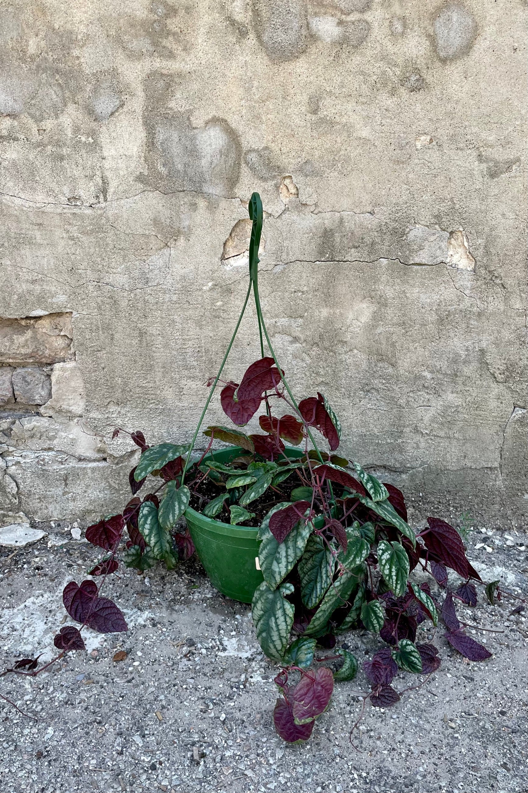 Cissus discolor "Rex Begonia Vine" 10" against a grey wall ©Sprout Home