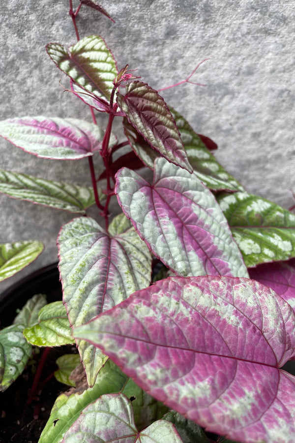 Close up of Cissus discolor "Rex begonia vine" leaves