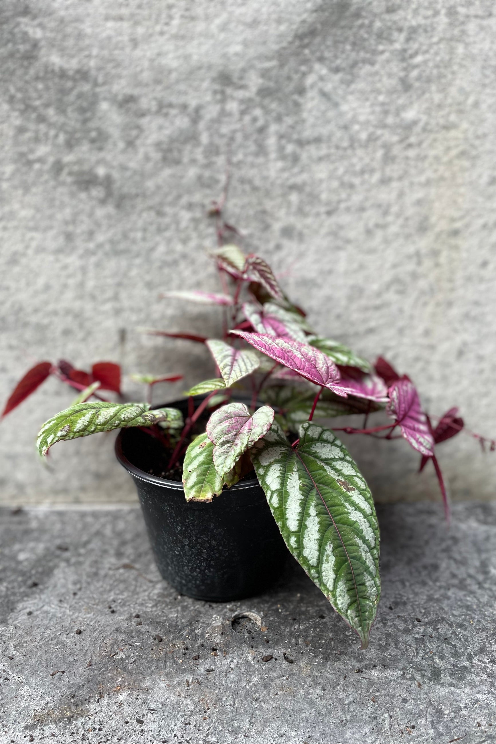 Cissus discolor "Rex begonia vine" in grow pot in front of grey background ©Sprout Home