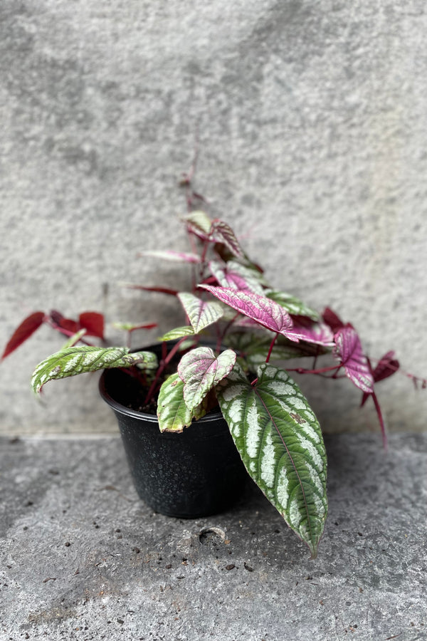 Cissus discolor "Rex begonia vine" in grow pot in front of grey background