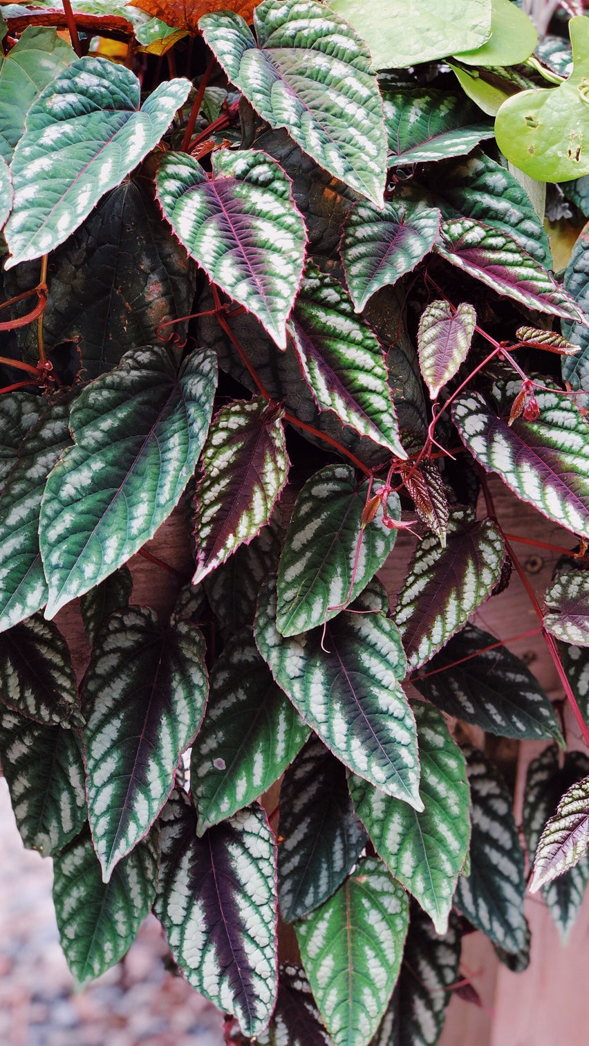 Cissus discolor "Rex Begonia Vine" detail in mass