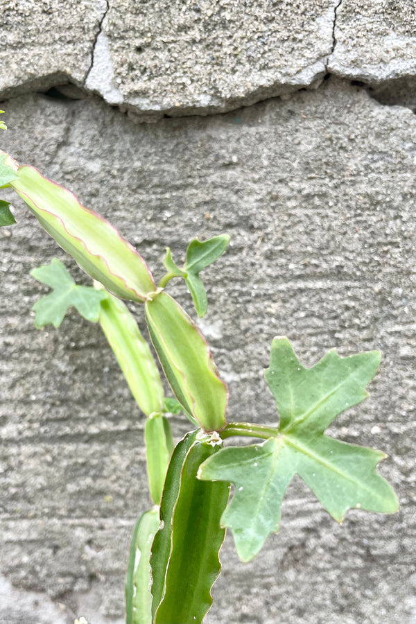 A close-up view of the Cissus quadrangularis 4" against a concrete background