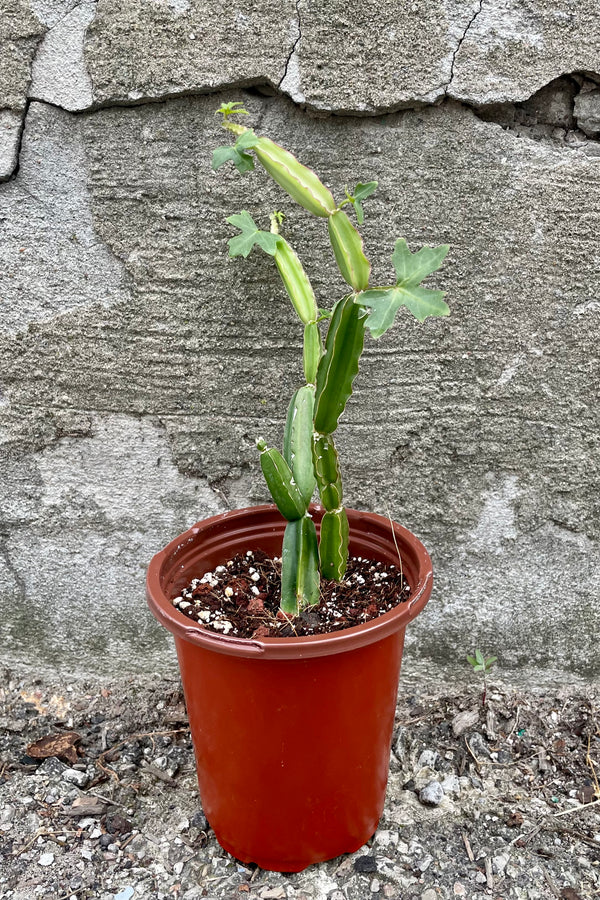 A frontal view of the Cissus quadrangularis 4" in a grower pot against a concrete background