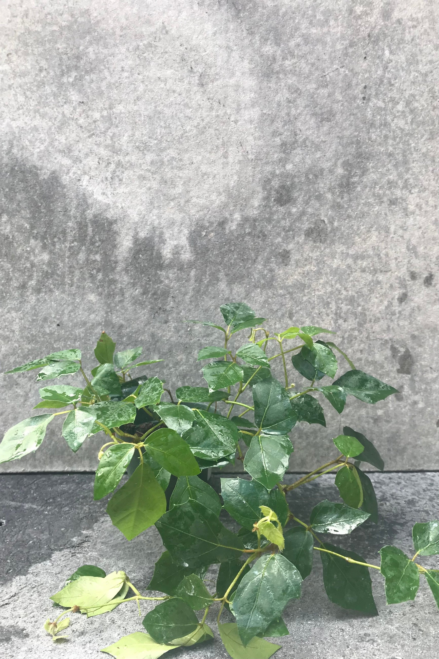 Cissus plant with green leaves and vines ©Sprout Home