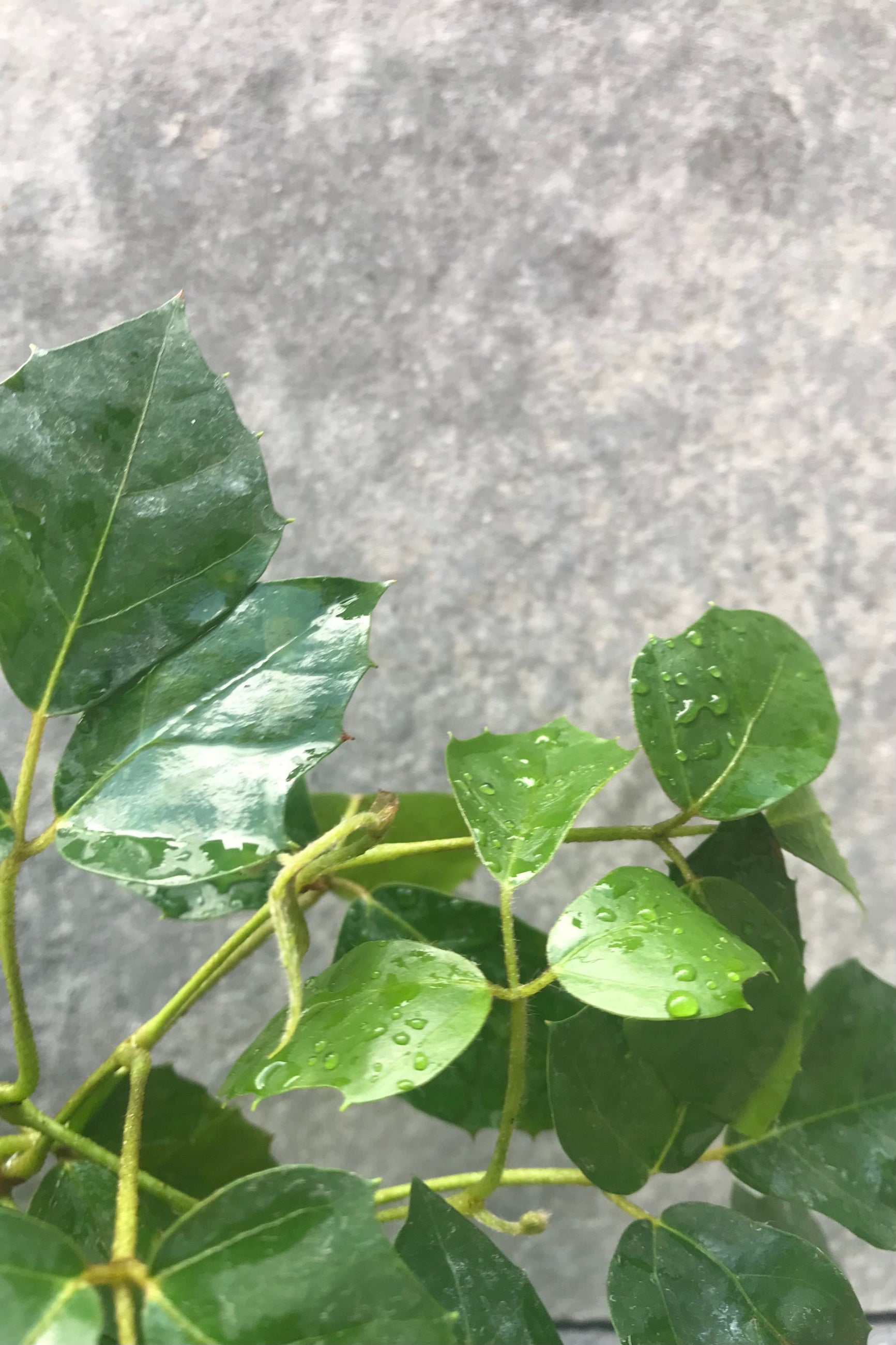 Close view of green Cissus leaves, tendrils and vines against grey wall ©Sprout Home