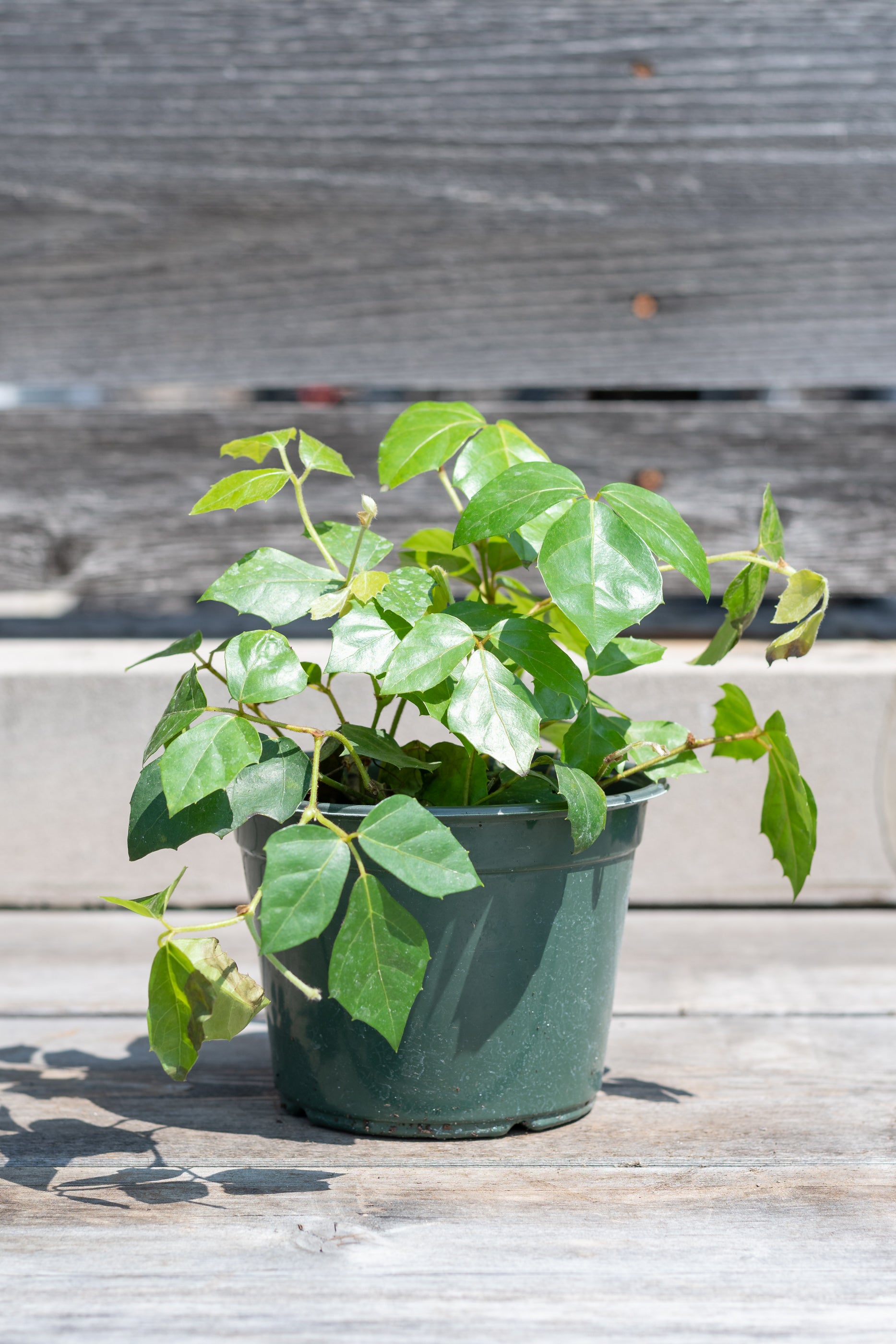 Cissus rhombifolia "Grape Ivy" in grow pot in front of grey wood background