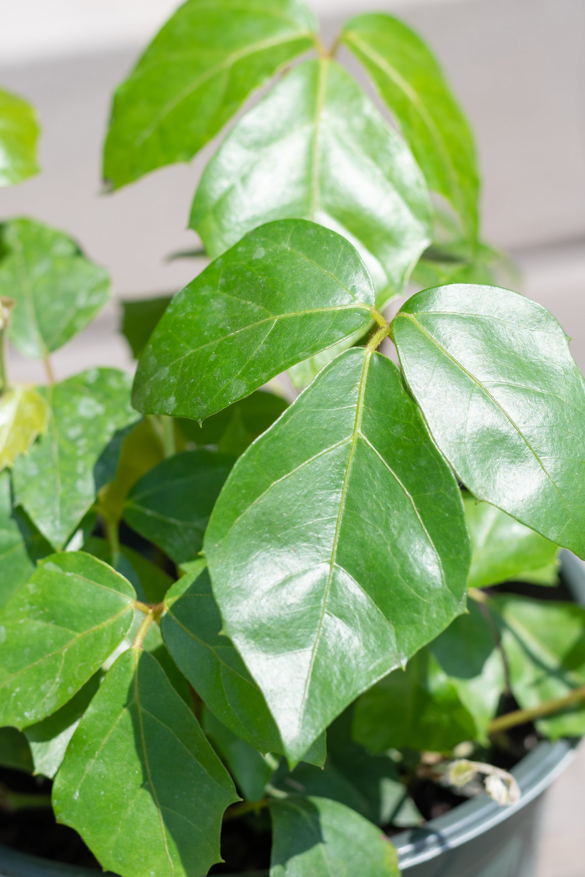 Close up of Cissus rhombifolia "Grape Ivy" leaves