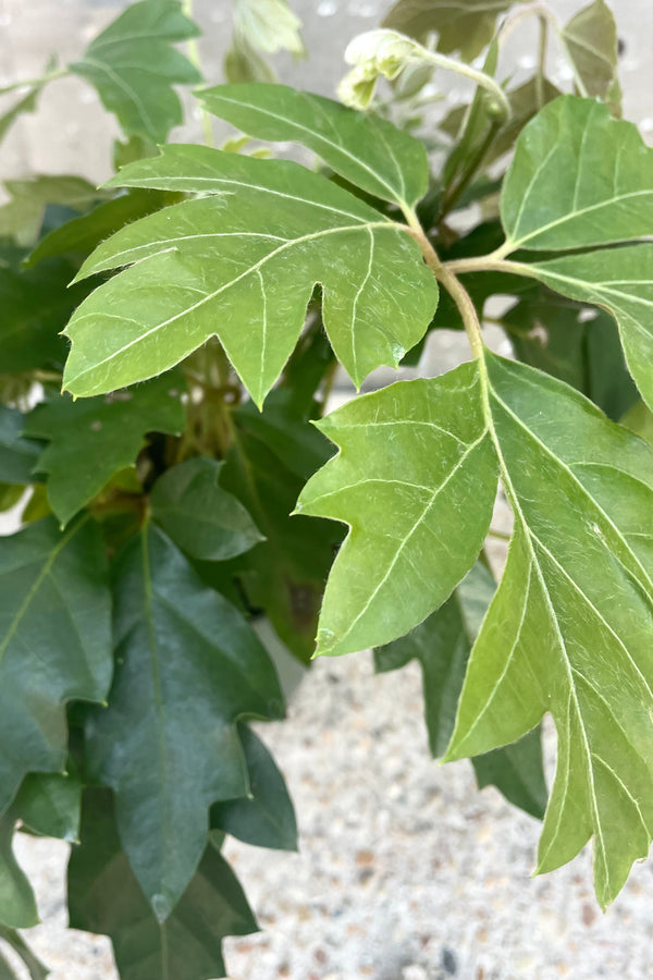 A detailed view of Cissus rhombifolia 'Ellen Danica' "Oakleaf" 4" against concrete backdrop