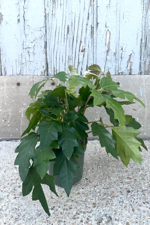 A full view of Cissus rhombifolia 'Ellen Danica' "Oakleaf" 4" in grow pot against wooden backdrop