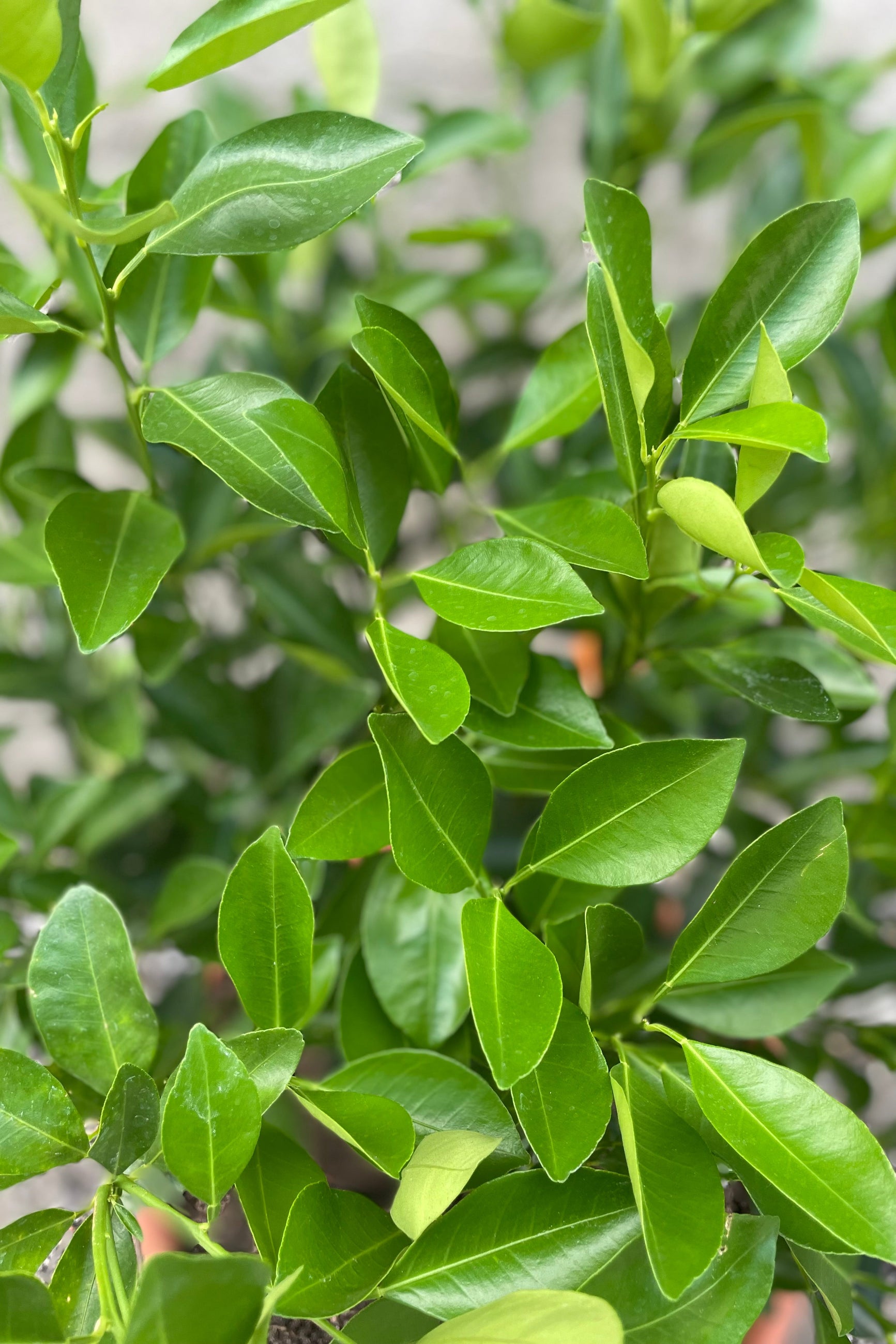 Close-up of green Calamondin orange leaves with a blurred background. ©Sprout Home