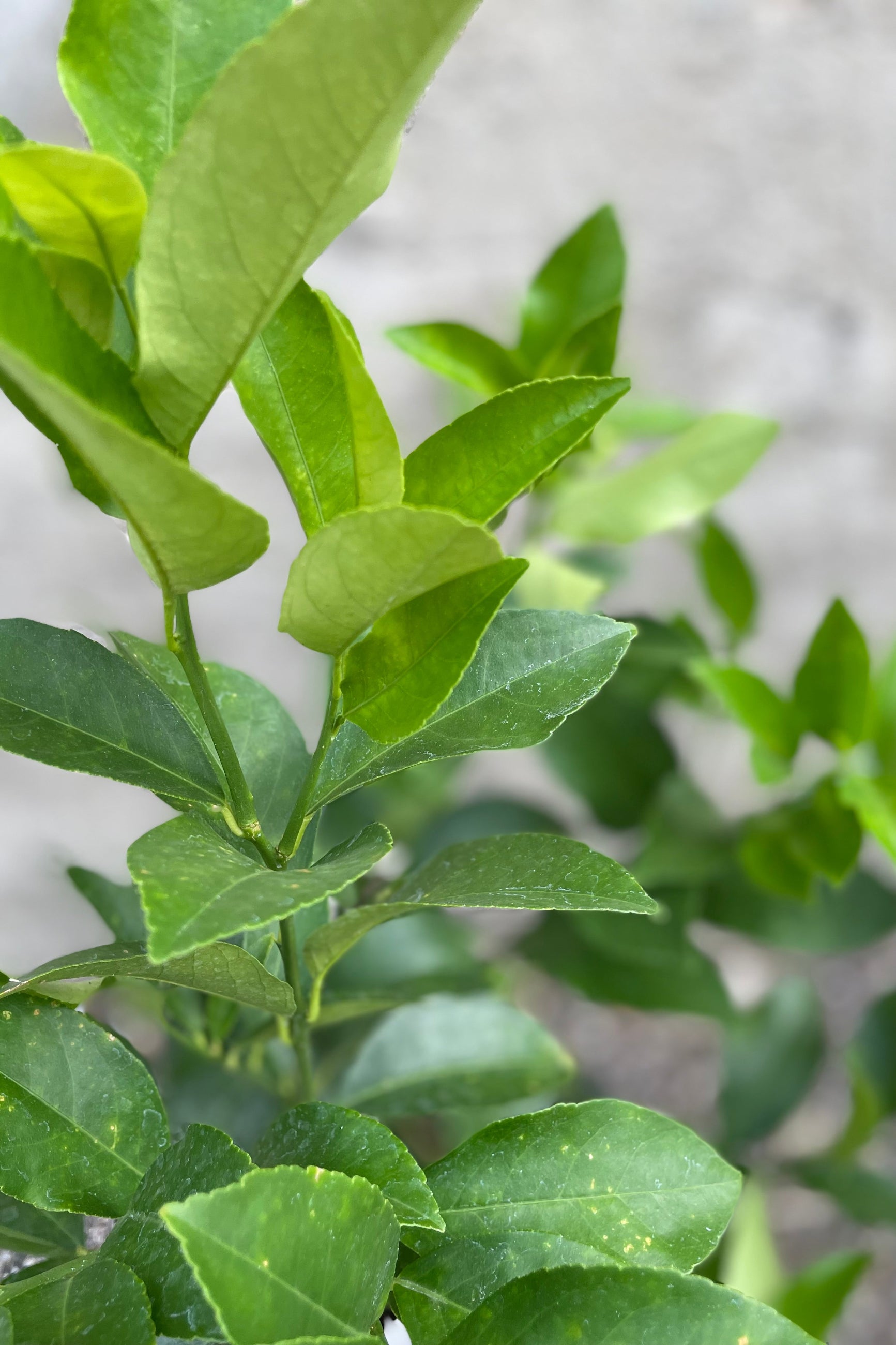 Close-up image of a green citrus tree leaf showing its texture and slight yellowish tint. ©Sprout Home