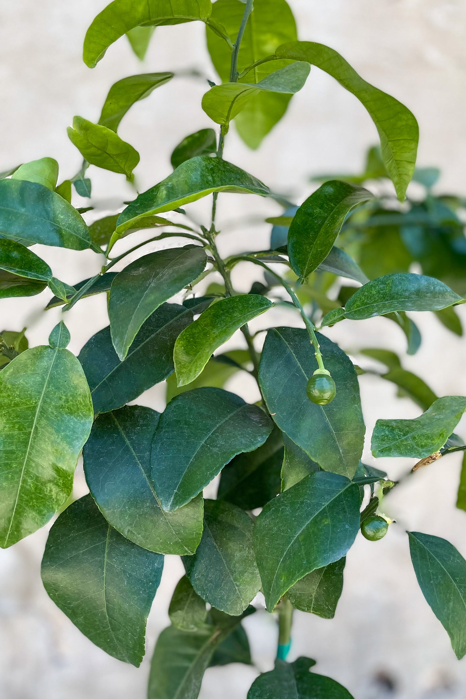 Close up of Citrus 'Ruby Red' Grapefruit - Standard form leaves and newly budding fruit