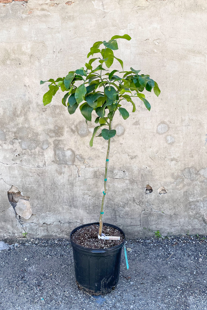 Citrus 'Ruby Red' Grapefruit - Standard form tree in front of concrete wall