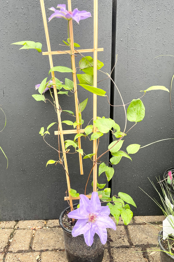 The large light purple flower of the Clematis 'Ramona'  blooming in the end of may against a black background at Sprout Home in a #1 growers pot and starter trellis