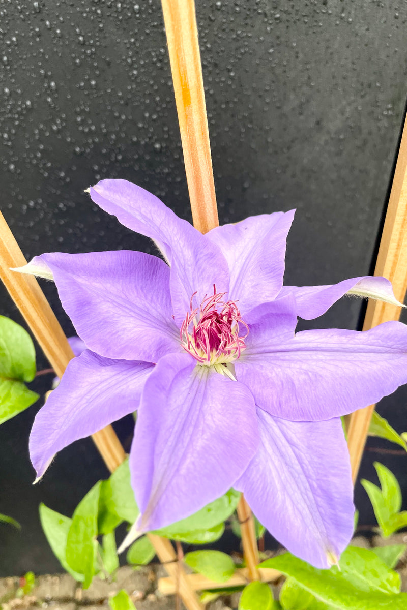 The large light purple flower of the Clematis 'Ramona'  blooming in the end of may against a black background at Sprout Home. 