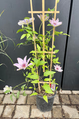 Clematis 'Nelly Moser' in a #1 growers pot at Sprout Home showing the light pink interior of the leaves and the burgundy center. Its's green ovate leaves climbing on a wooden trellis against a black background.