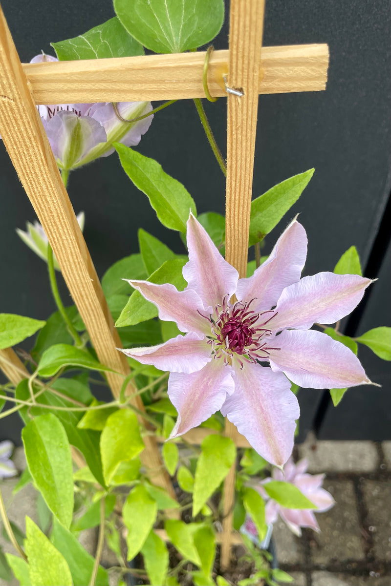 Detail picture of the flower of the Clematis 'Nelly Moser ' showing the light pink interior of the leaves and the burgundy center. Its's green ovate leaves climbing on a wooden trellis against a black background. 