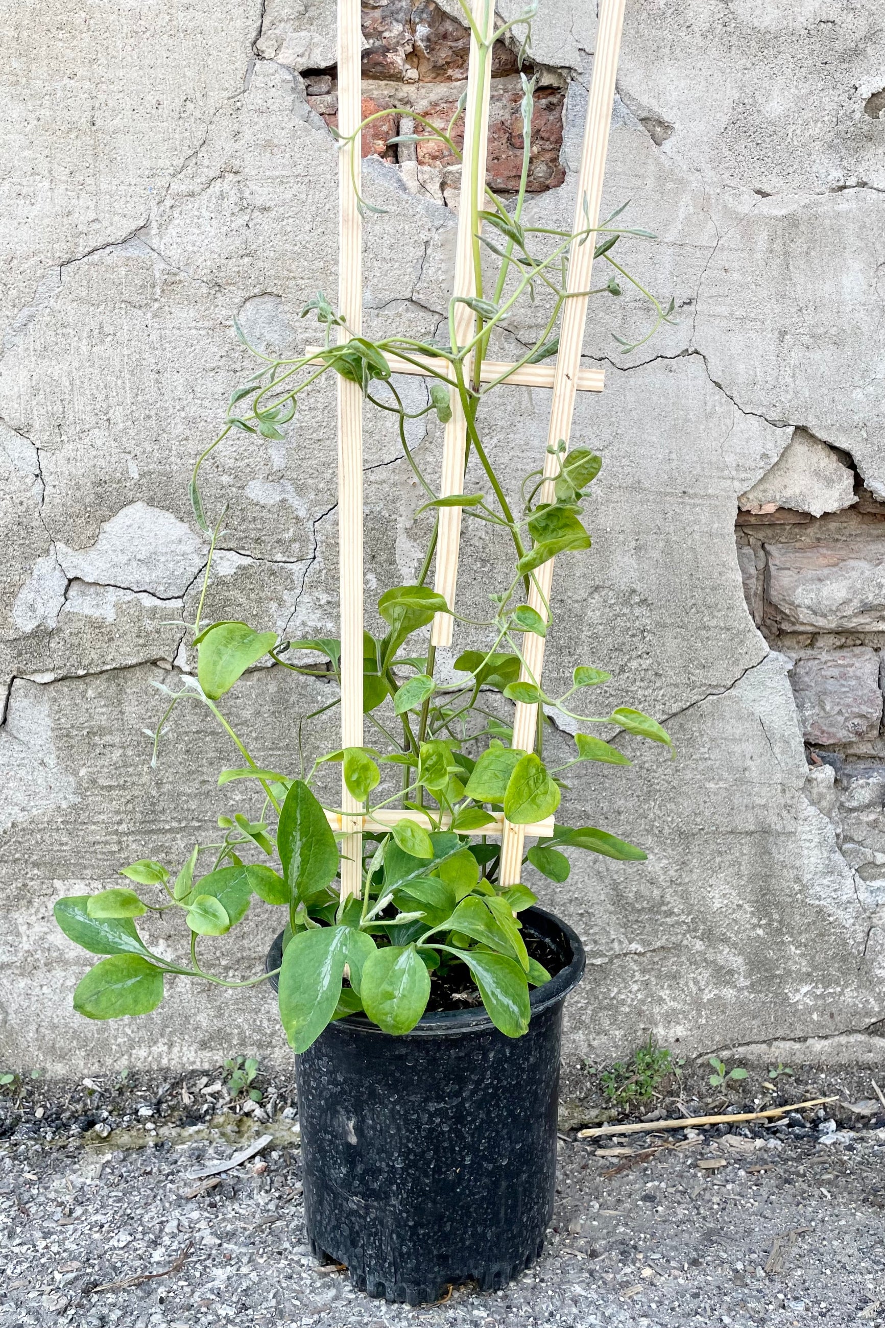 Clematis paniculata #1 with a black growers pot with green vining leaves against a grey wall ©Sprout Home