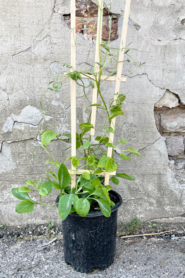 Clematis paniculata #1 with a black growers pot with green vining leaves against a grey wall