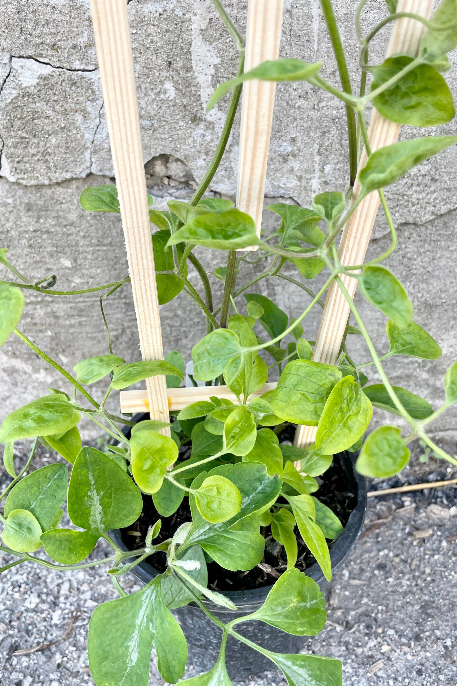Detail of Clematis paniculata #1 with green vining leaves against a grey wall ©Sprout Home