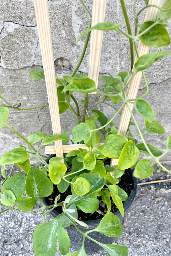 Detail of Clematis paniculata #1 with green vining leaves against a grey wall