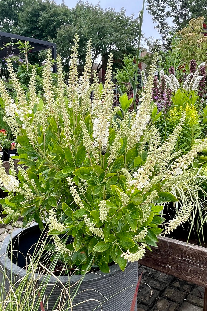 Clethra 'Hummingbird' #2 size sitting in a decorative pot in full bloom with its white spike flowers mid July at Sprout Home. 