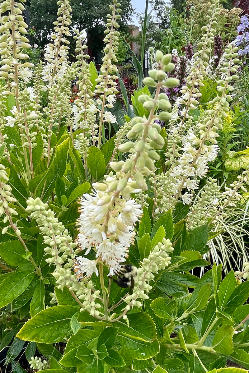 The white spikes of flowers on the Clethra 'Hummingbird' bush in mid July at Sprout Home. 