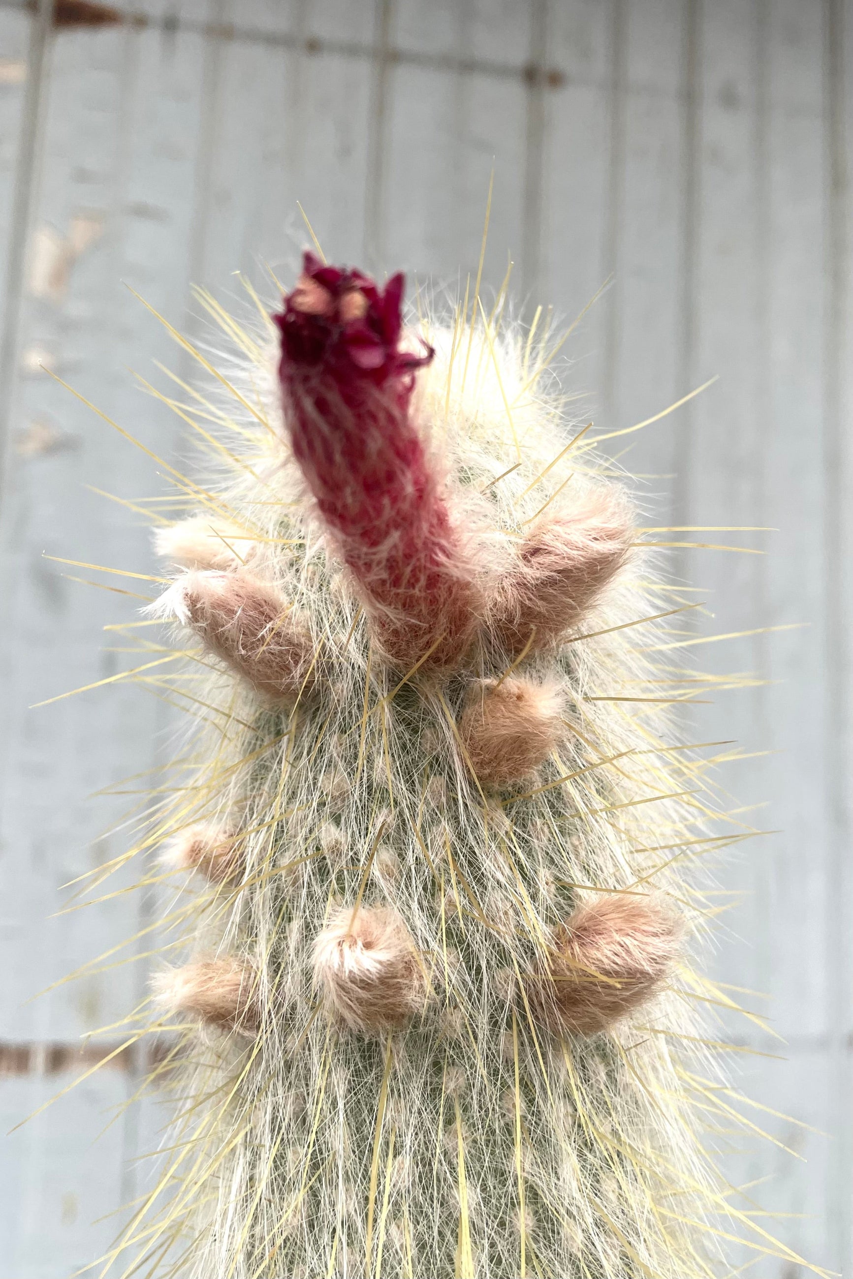 A detailed view of Cleistocactus strausii #5 against wooden backdrop ©Sprout Home