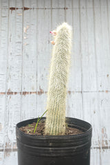 A full view of Cleistocactus strausii #5 in grow pot against wooden backdrop