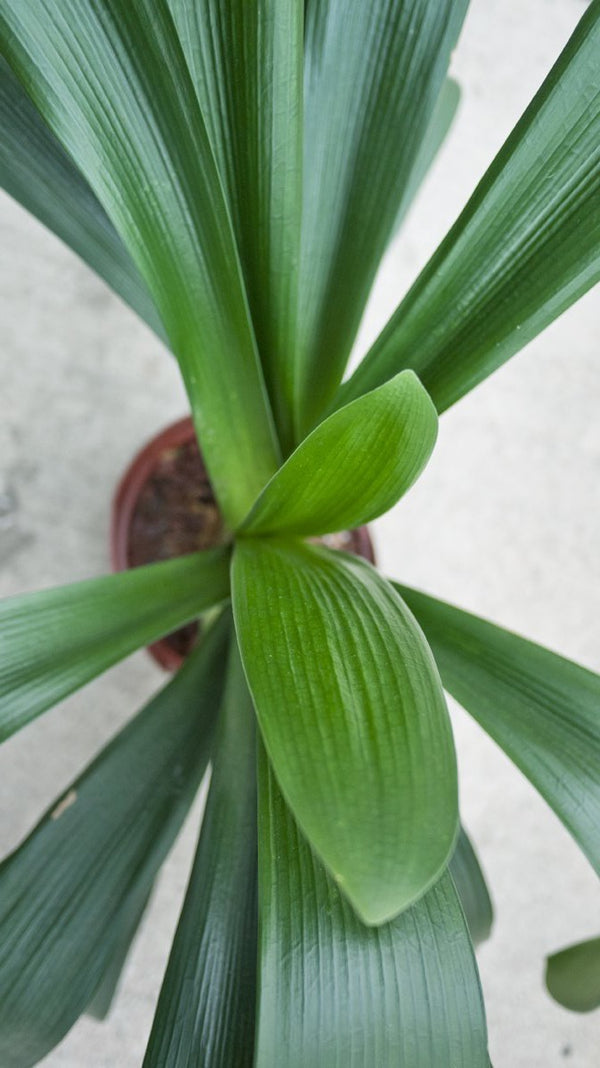 Clivia plant from above looking in.