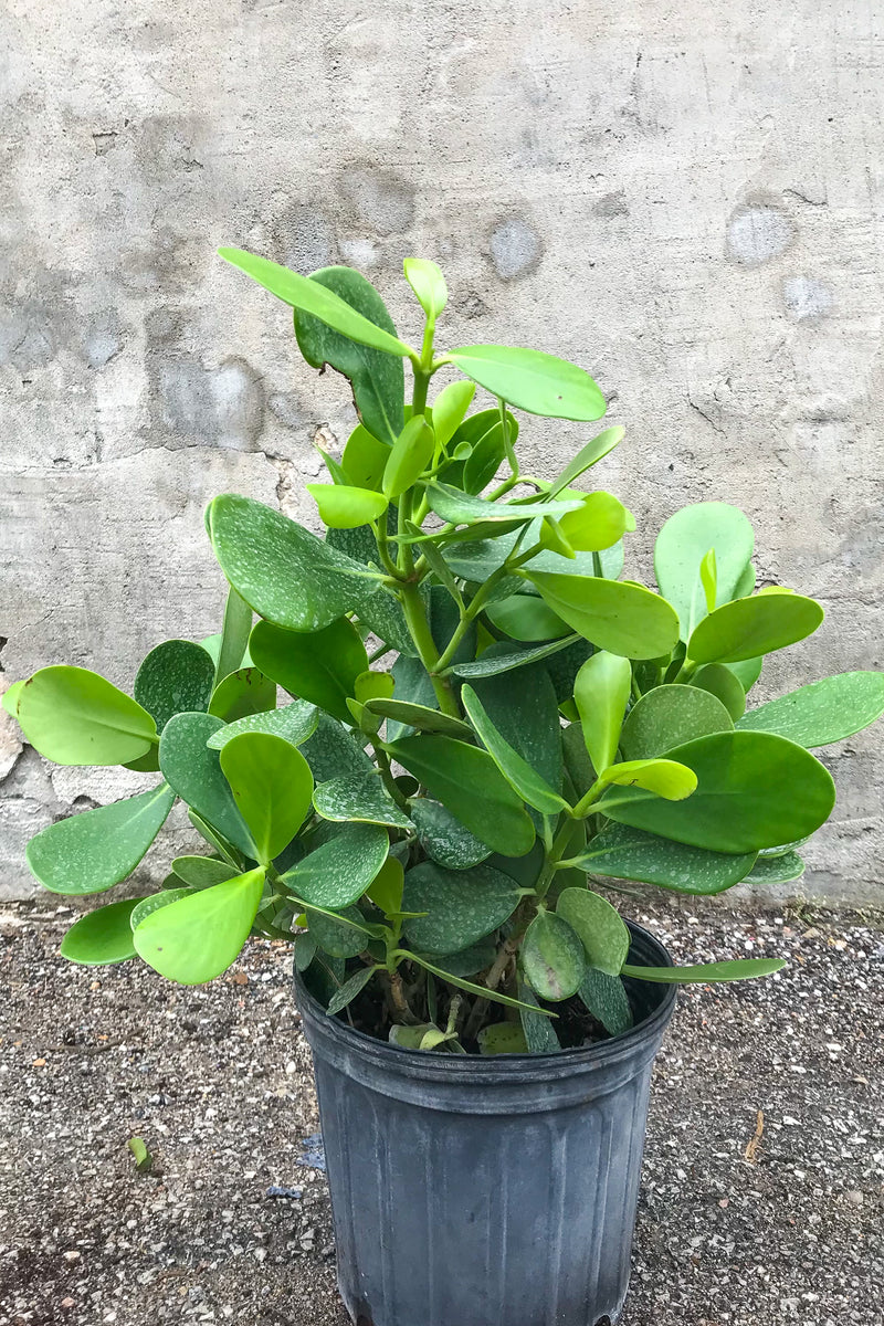 Clusia rosea in grow pot in front of grey concrete wall