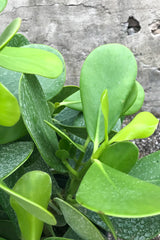 Close up of Clusia rosea leaves
