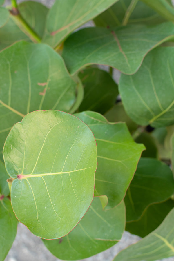 Close up of Coccoloba Uvifera Sea Grape leaves