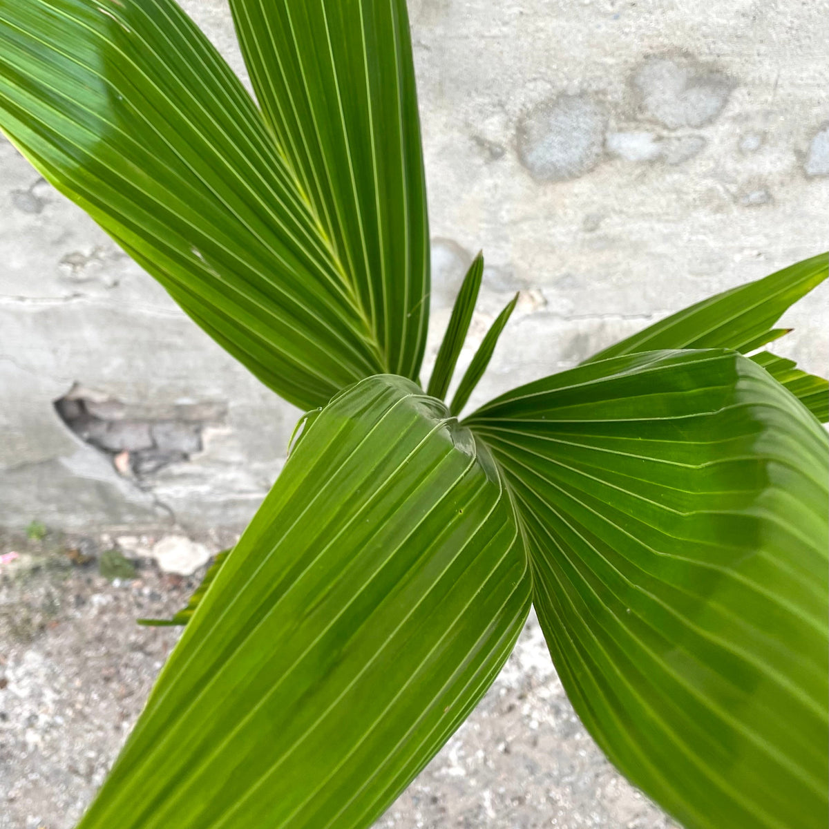 mini coconut palm Cocos nucifera "Coconut Palm" 10" at SPROUT HOME