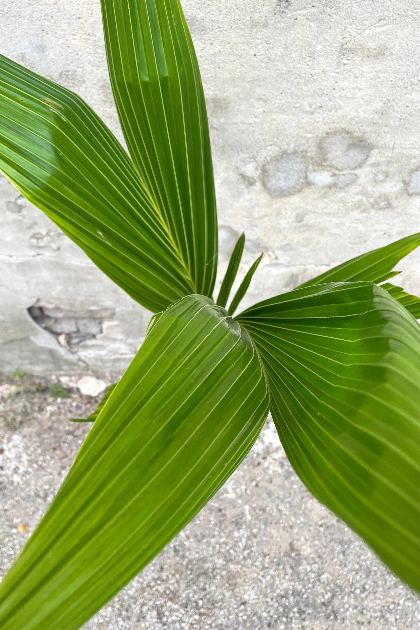 An overhead view of the 10" Cocos nucifera and its green leaves featuring a mix of old and new growth ©Sprout Home