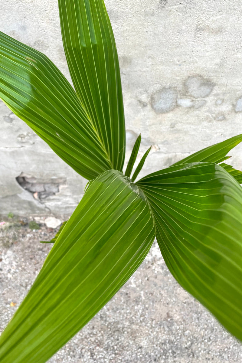 An overhead view of the 10" Cocos nucifera and its green leaves featuring a mix of old and new growth