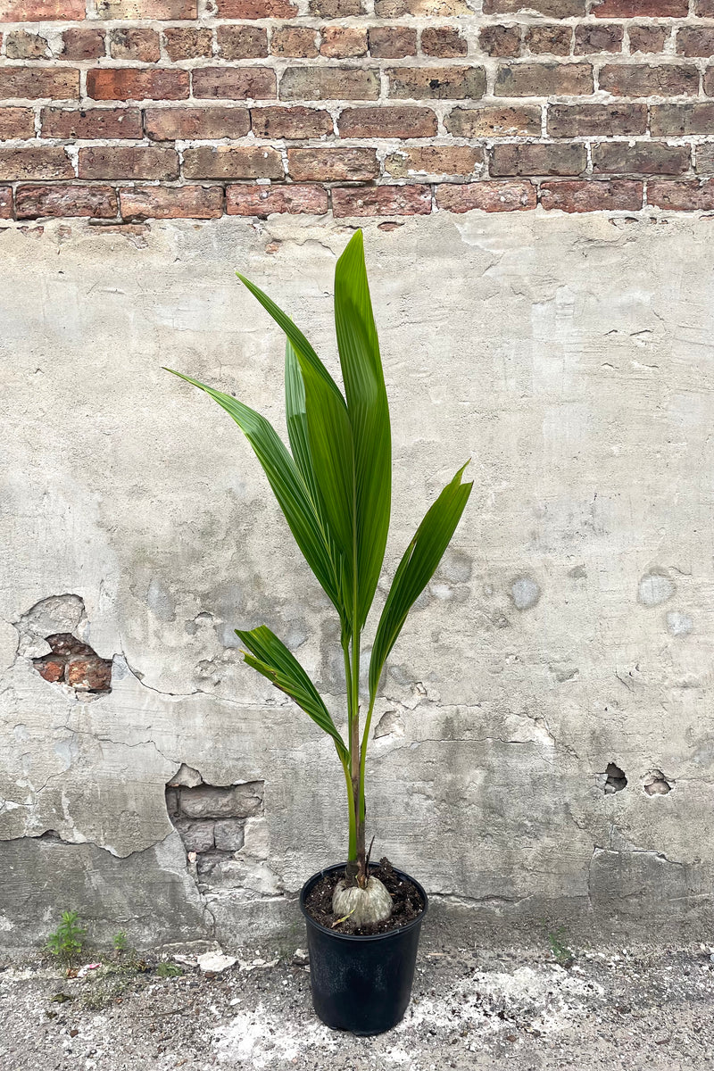 A full-body view of the 10" Cocos nucifera in a grower pot against a concrete backdrop