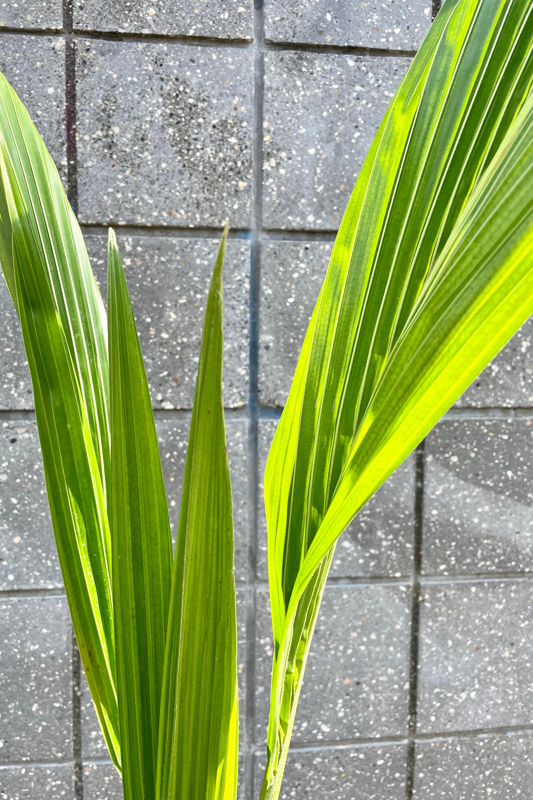 A detailed look at the Cocos nucifera "Coconut Palm" 10"  ©Sprout Home