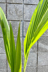 A detailed look at the Cocos nucifera "Coconut Palm" 10" 