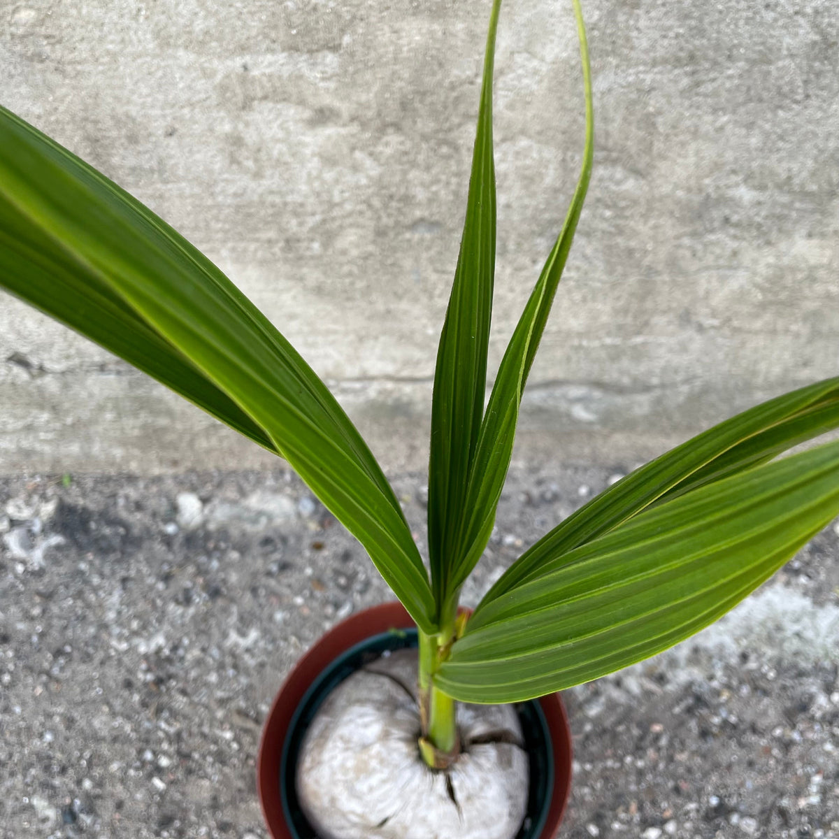 Cocos nucifera 