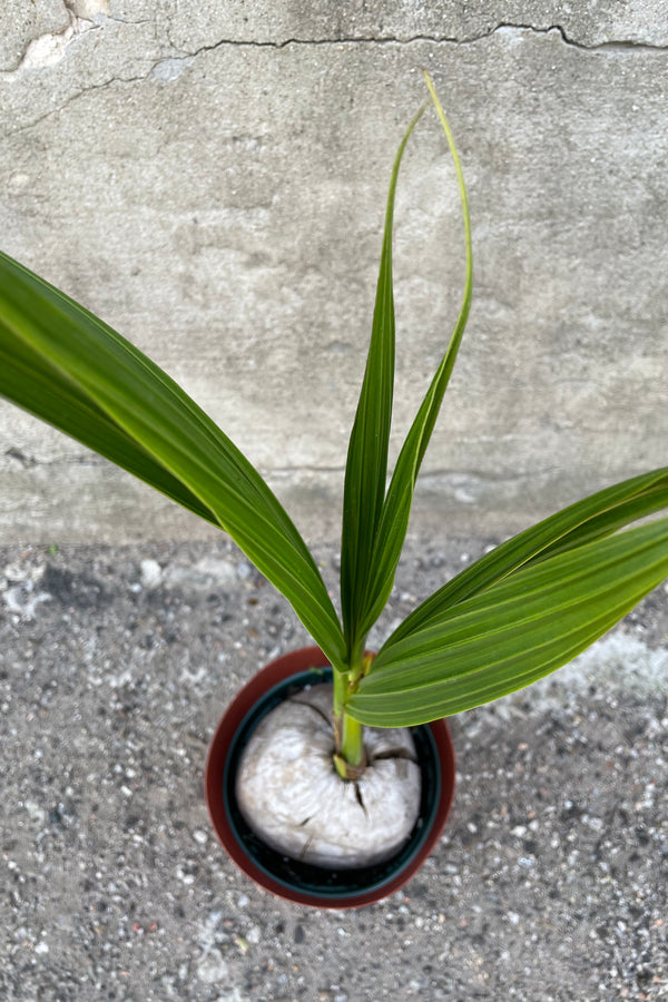 Top view of Cocos nucifera "Coconut Palm" leaves