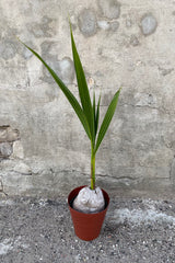 Cocos nucifera "Coconut Palm" in grow pot in front of grey background