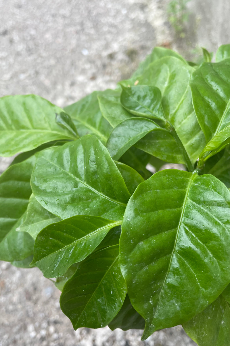 Detailed shot of a 4" Coffea arabica's leaves against a concrete backdrop