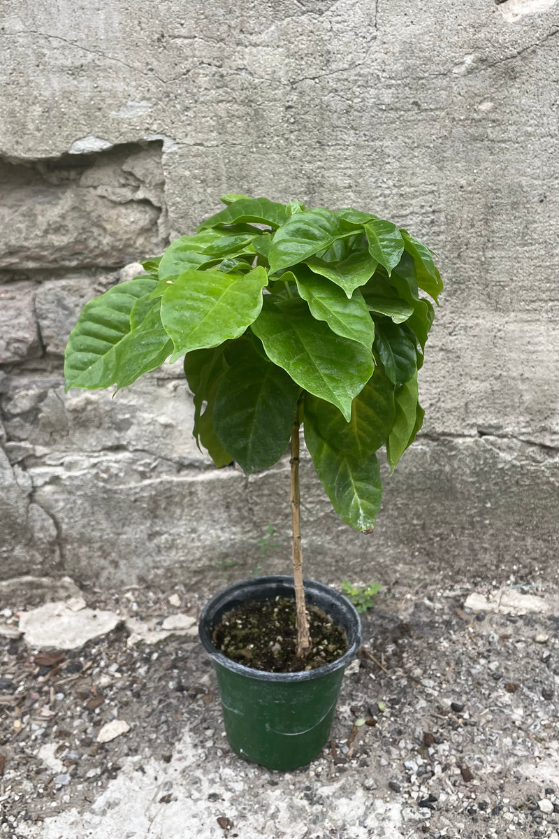Full-body shot of a 4" Coffea arabica situated against a concrete backdrop 