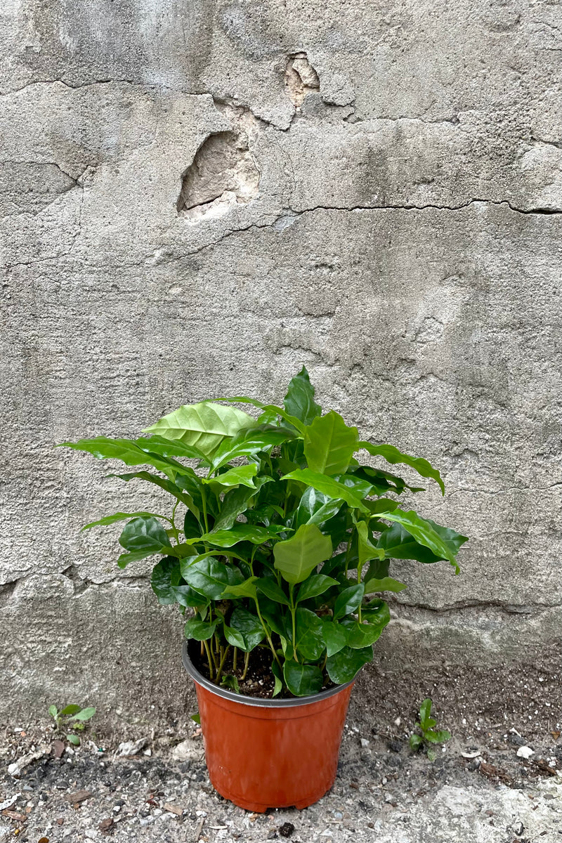 Coffea arabica "Coffee Plant" 6" orange growers pot wtth lush green leaves against a grey wall