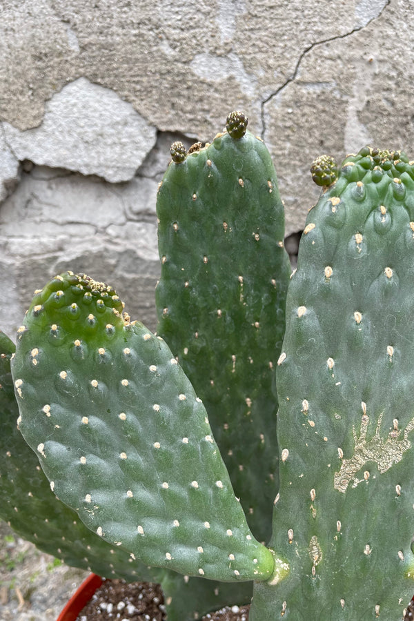 A detailed view of Consolea rubescens 8" against concrete backdrop