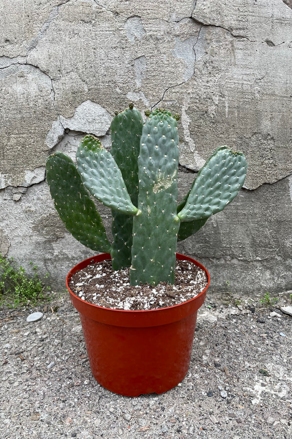 A full view of Consolea rubescens 8" in grow pot against concrete backdrop