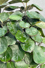 Close up photo of round dark green leaves of Fabian Aralia against gray wall