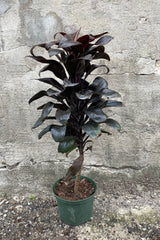 Cordyline australis "Red star" with a 6" green growers pot against a grey wall