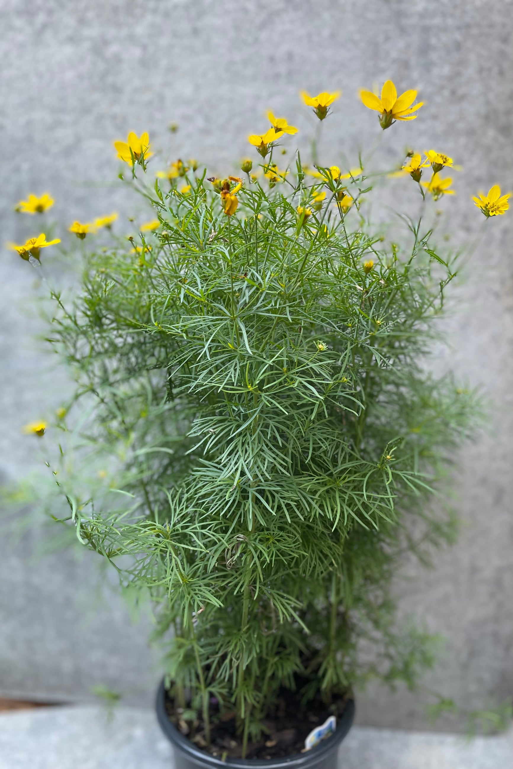Coreopsis 'Zagreb' blooming in July in a #1 growers pot.